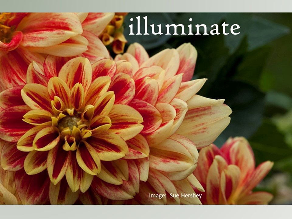 illuminate-by-sue-hershey